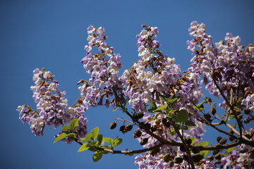 Budding Flowering  Blue Wild Flowers With Young Green Leaf And Clear Blue Sky Summertime In Germany 