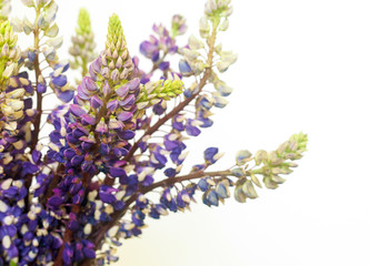 Bunch close up of beautiful lupine purple flowers against white background
