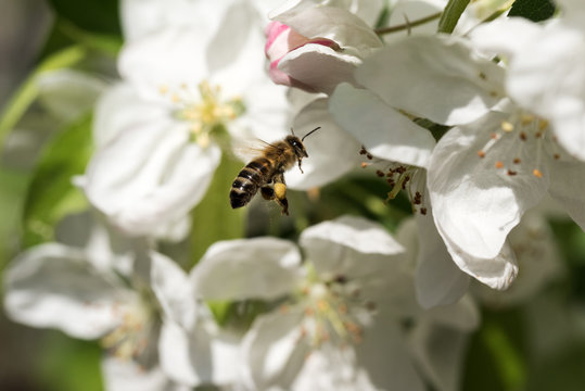 Bienen