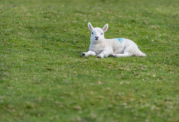 RElaxing Lamb