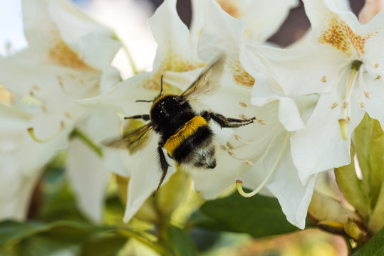Bienen
