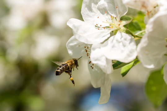 Bienen