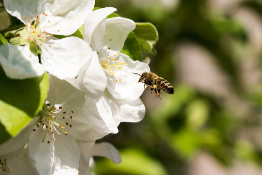 Bienen