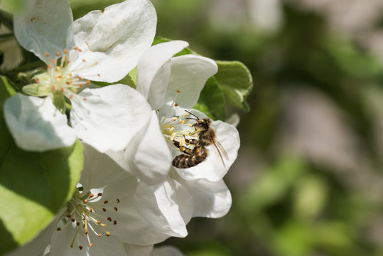 Bienen