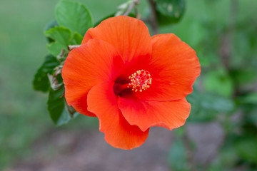 Orange hibiscus flower, chinese rose or chaba flower bloom on blur nature background.