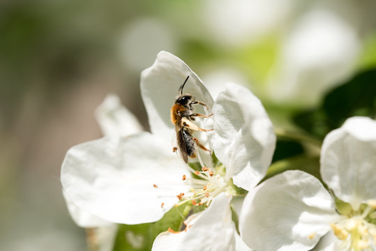 Bienen
