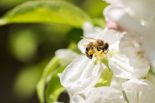 Bienen