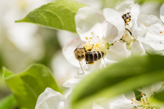 Bienen