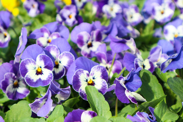 Beautiful purple pansy flowers in the garden closeup