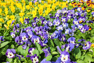 Obraz premium field of colorful bright pansies in the garden
