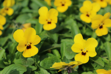 Beautiful yellow pansies in the garden closeup