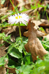 alive and dead, old oak leaf and spring bright daisy flower closeup