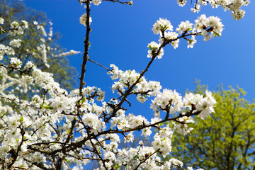 white flowers of cherry tree branch in spring with bright blue sky on the background