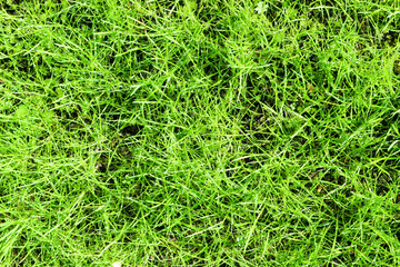 Beautiful and peaceful background wallpaper of bright young spring green grass