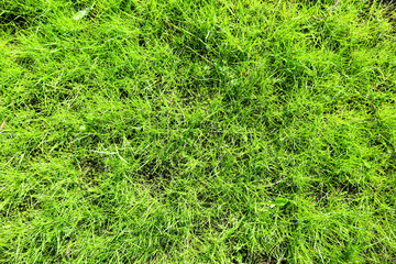 Beautiful and peaceful background wallpaper of bright young spring green grass