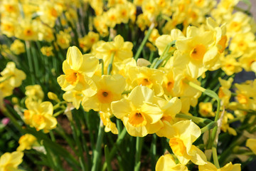 Obraz premium bright yellow spring daffodil (narcissus) flowers closeup