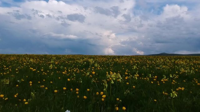 aerial a field with yellow flowers on a background of mountains