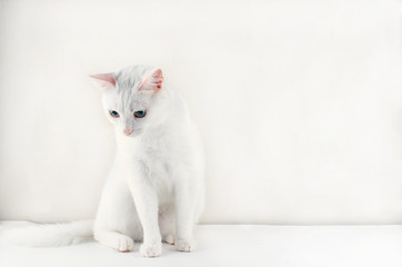 Portrait of Cute Turkish Angora cat