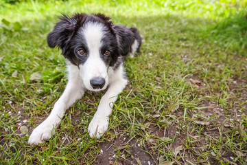 Funny outdoor portrait of cute smilling puppy border collie lying down on grass background. New lovely member of family little dog gazing and waiting for reward. Pet care and animals concept