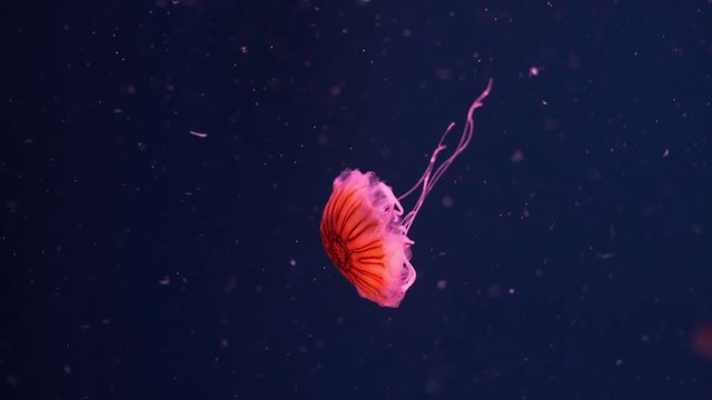 Jellyfish Japanese sea nettle Chrysaora pacifica. Japanese sea nettle jellyfish. Coral color