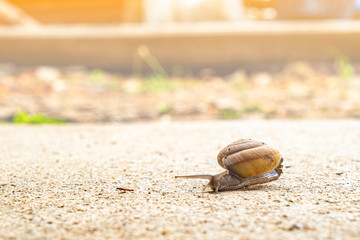 snail crawling slowly on the rough cement floor