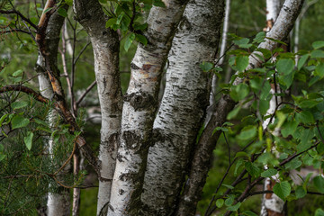 Obraz premium birch trees on trail in saxon switzerland, germany