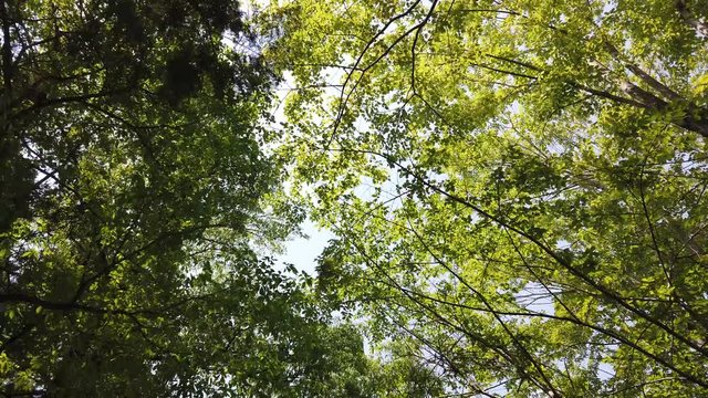 Forest trees  / Nakatsugawa Gifu Japan /  hiking image