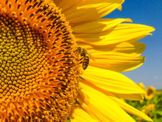 Sunflower  with golden petals. A bee sitting on a flower and collecting nectar. Green leaves as a background.