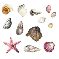 Watercolor seashells illustration clip art, beach wedding, summer illustration, sea life , invitations, postcards, graphic elements, hand painted illustration 