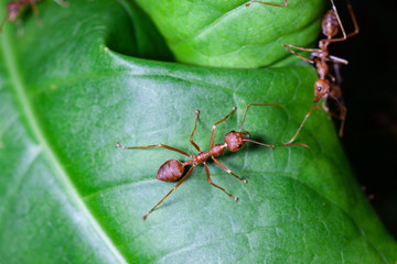 Group red ant on green leaf