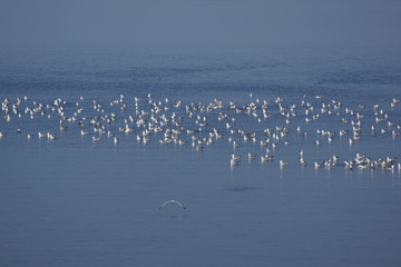 Gulls in the sea near village of Keramoti, East Macedonia and Thrace, Greece