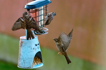 bird on a feeder