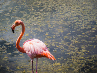 Beautiful Greater Galapagos Flamingo seen on the Isabela Island, Galapagos Island, Ecuador