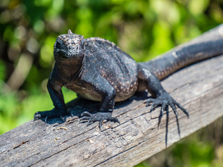 adolescent marine iguana sunbathing near Galapagos Islands, Ecuador