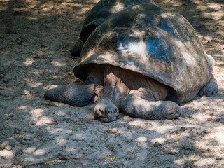 Close up of a beautiful Giant Tortoise in the highland of Santa Cruz Island, Galapagos Islands, Ecuador