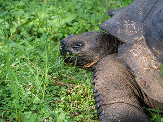 Obraz premium Close up of a beautiful Giant Tortoise in the highland of Santa Cruz Island, Galapagos Islands, Ecuador