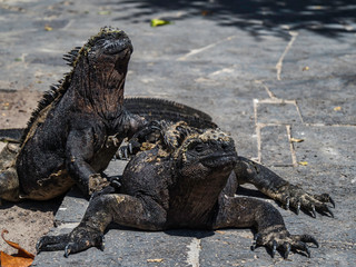 Two marine iguanas sunbathing near Galapagos Islands, Ecuador