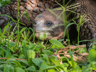 Close up of a beautiful Giant Tortoise in the highland of Santa Cruz Island, Galapagos Islands, Ecuador