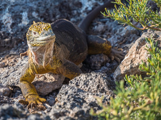 A Beautiful male land iguana spotted in Galapagos Islands, Ecuador