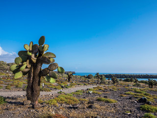 Beautiful scenery with Giant Prickly Pear Cactus on South Plaza Island, Galapagos, Ecuador