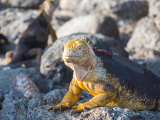 A Beautiful male land iguana spotted in Galapagos Islands, Ecuador