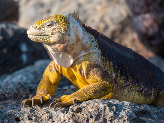 A Beautiful male land iguana spotted in Galapagos Islands, Ecuador