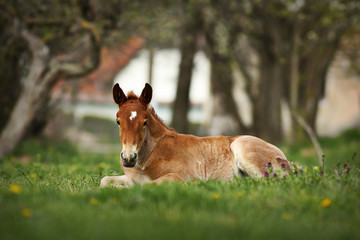 brown foal standing on meadow