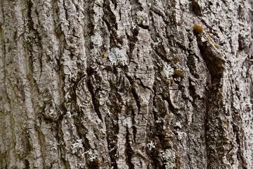 real tree bark texture in forest