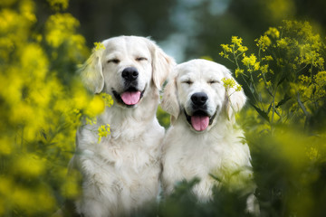 two happy golden retriever dogs smiling portrait