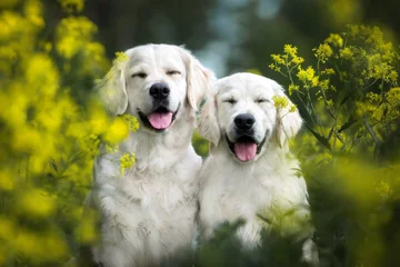 Rolgordijnen two happy golden retriever dogs smiling portrait © otsphoto