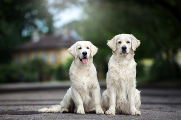 two golden retriever dogs sitting on the road