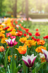 Tulips in spring closeup. Colorful tulips in the flower garden, arboretum. Flower bed in the park © irissca