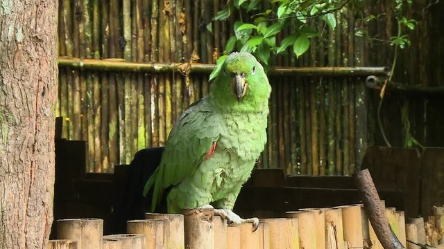 Close-up  still shot of a sickly looking scaly-naped parrot with rough feathers at an isolated area constructed from dry bamboo stalks, Manu, Peru 