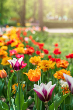 Tulips in spring closeup. Colorful tulips in the flower garden, arboretum. Flower bed in the park